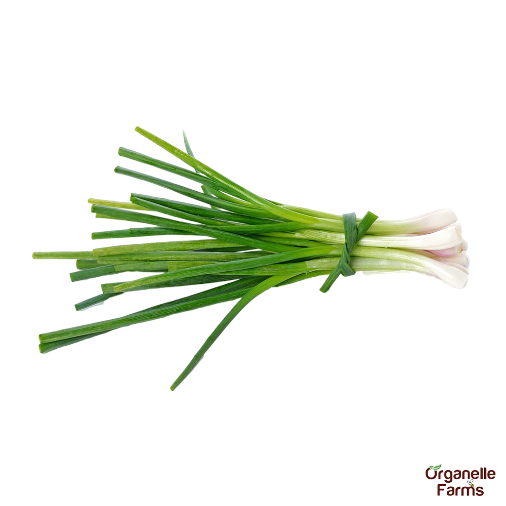 Spring Onion | Organelle Farms